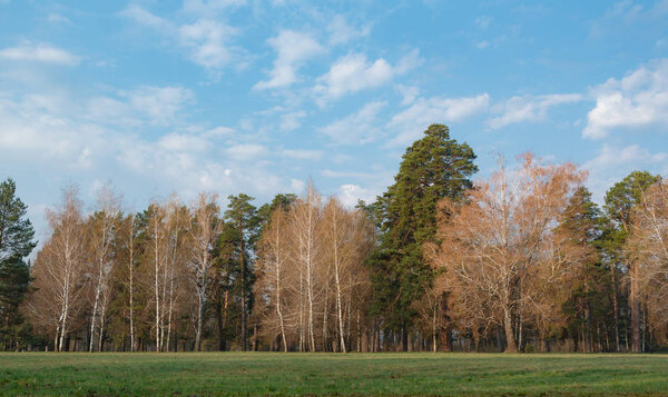 Spring landscape with trees and sky, nature