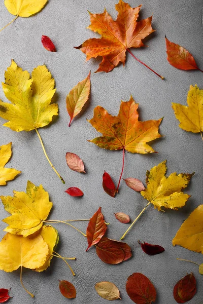 Autumn Listowie Szarym Tle — Zdjęcie stockowe