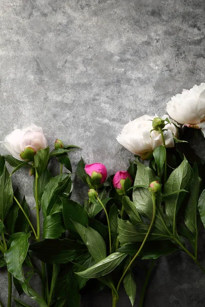 Білі Півонії Сірому Фоні Квіти — стокове фото