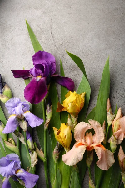 グレー フラット新鮮な菖蒲の花を置く — ストック写真