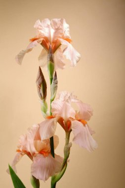 Çiçek açan Iris yakın çekim, çiçekler