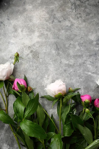 White and pink Peonies on gray background, flowers