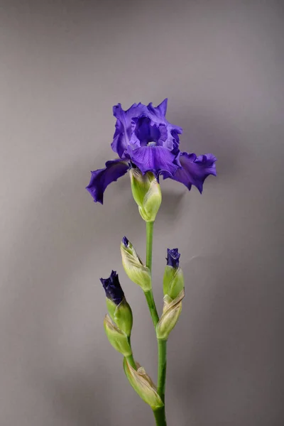 Irisblüten Auf Grauem Hintergrund Flache Lage — Stockfoto