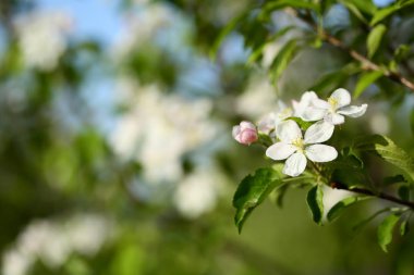Bahar garten arka plan çiçeklenme 