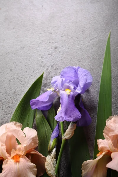 Natürliche Iris Blumen Hintergrund Urlaub Konzept — Stockfoto