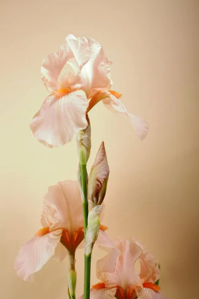 Pastell Blumen Auf Pastellfarbenem Hintergrund — Stockfoto