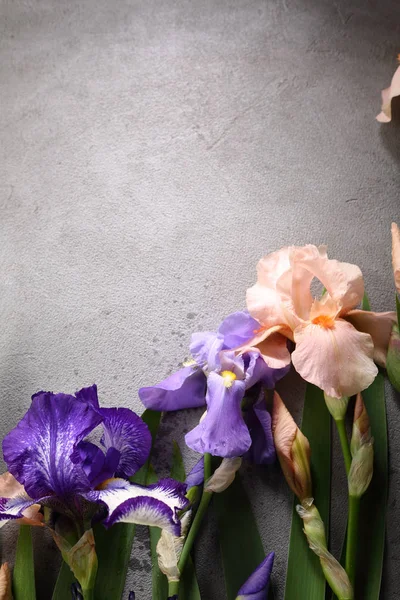 Iris Barevné Květy Šedém Pozadí — Stock fotografie