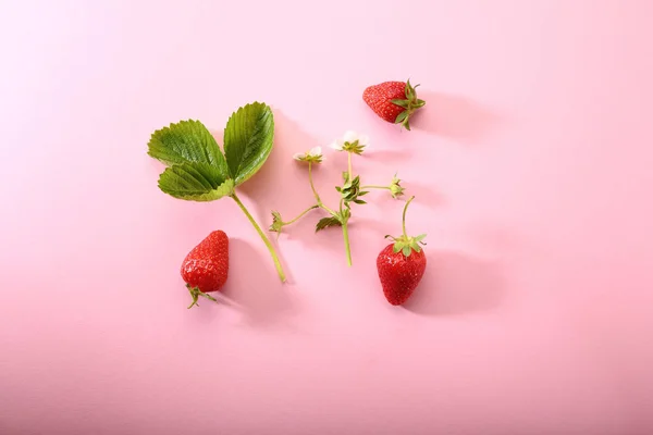 Frische Erdbeeren Blätter Und Blüten — Stockfoto