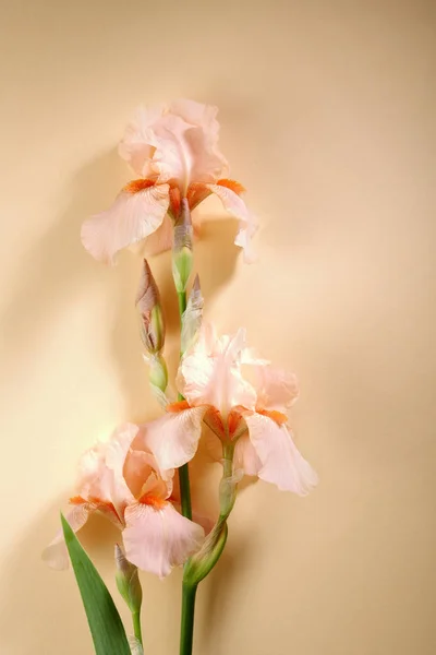 Roze Bloemen Plat Leggen — Stockfoto