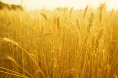 Güzel doğa günbatımı manzara buğday alanında