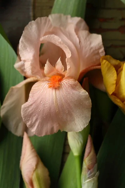 Flor Íris Rosa Com Gotas Água — Fotografia de Stock