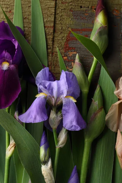 Frische Irisblüten Auf Dunklem — Stockfoto