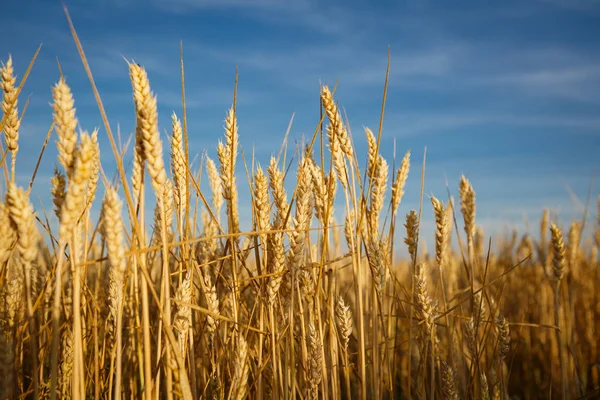 Campo Trigo Dourado Com Céu — Fotografia de Stock