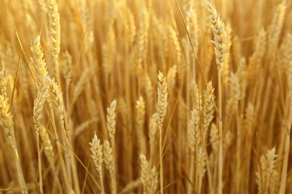 Багатий Урожай Золота Пшениця Харчова Концепція — стокове фото