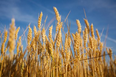 Olgun buğday ve mavi gökyüzü manzara, zengin ürün kavramı