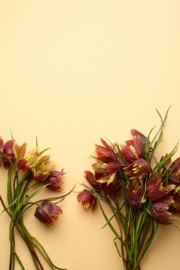 Bahar çiçekleri arka plan düz yatıyordu