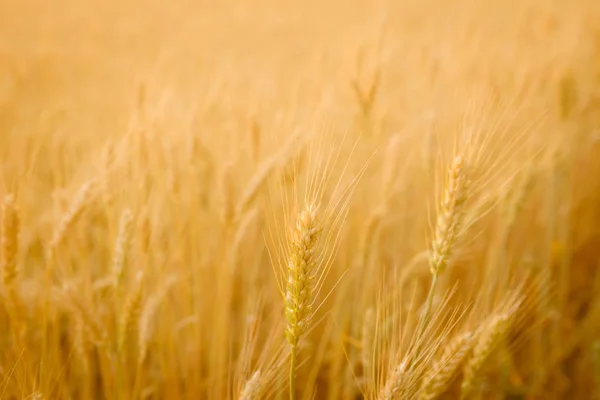 小麦玉米夏季景观 — 图库照片