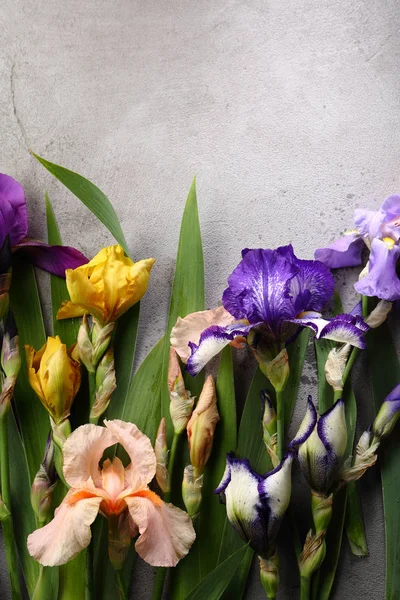 Betongrauer Hintergrund Mit Irisblumen — Stockfoto