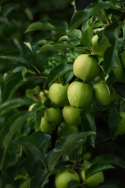 Zeleného Jablka Zahradě — Stock fotografie