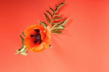 Bir kırmızı gelincik çiçeği