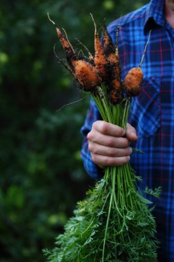 Bir sürü taze havuç.