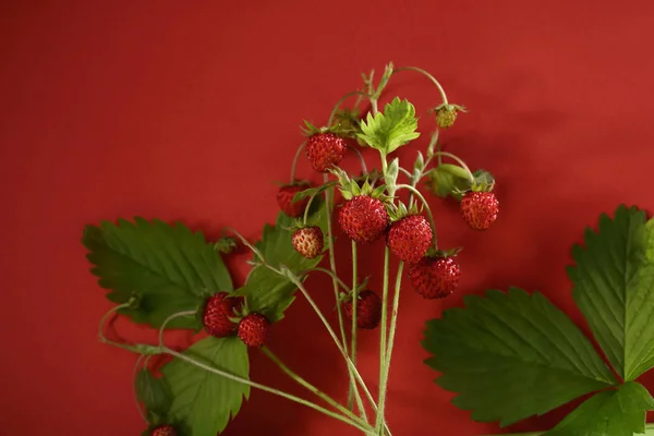 Verse Bos Aardbeien Rood — Stockfoto