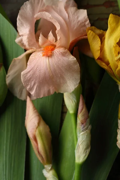 Flores Íris Rosa Close — Fotografia de Stock