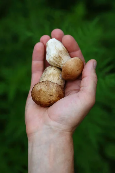 Dois Cogumelos Frescos Mãos — Fotografia de Stock