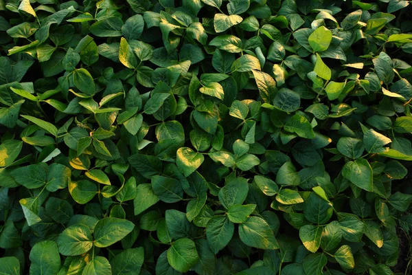 Achtergrond Van Een Veld Groene Sojabonen — Stockfoto