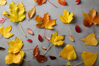 Doğal sarı yapraklar gri