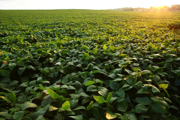 Campo Soja Verde Pôr Sol — Fotografia de Stock