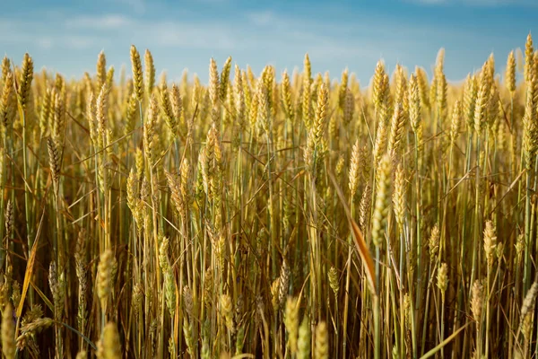 Reifer Weizen Mais Aus Nächster Nähe — Stockfoto