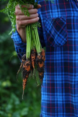 Taze havuç grup elinde