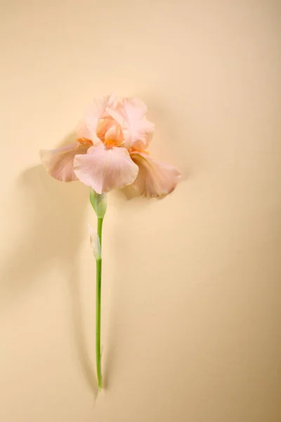 Jeden Pohled Shora Růžový Květ — Stock fotografie