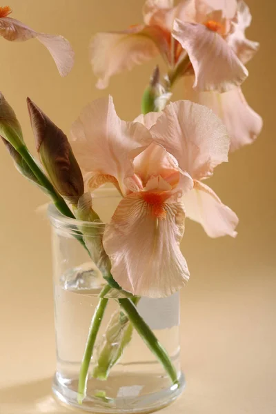 Drei Rosa Irisblüten — Stockfoto