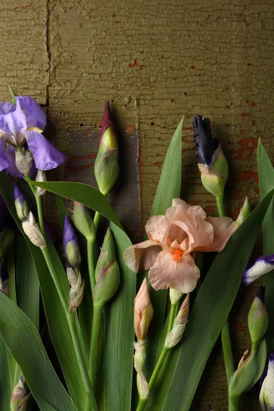 Květiny Iris Zelené Dřevo — Stock fotografie