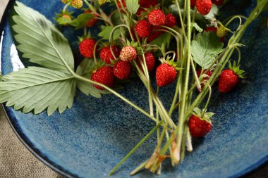 Plaka üzerinde vahşi berry