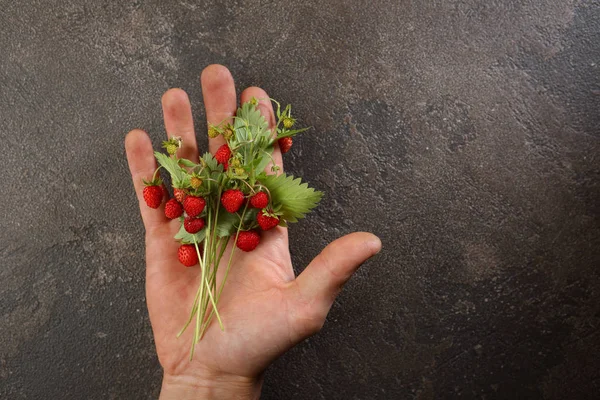 신선한 딸기에 — 스톡 사진