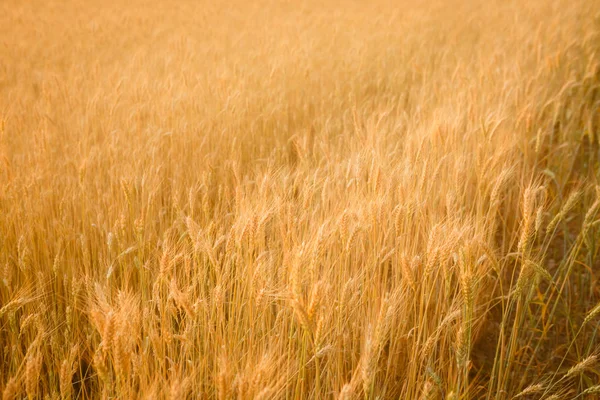 Rodas Maduras Campo Natureza — Fotografia de Stock