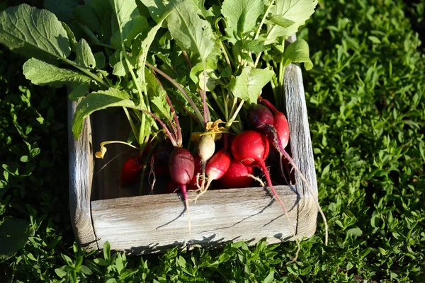 Sandık içinde taze turp