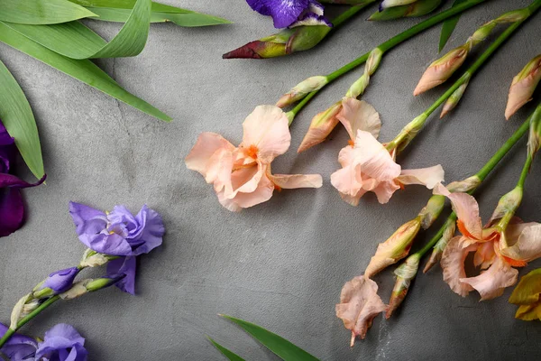 Iris Blüht Auf Grauem Hintergrund — Stockfoto