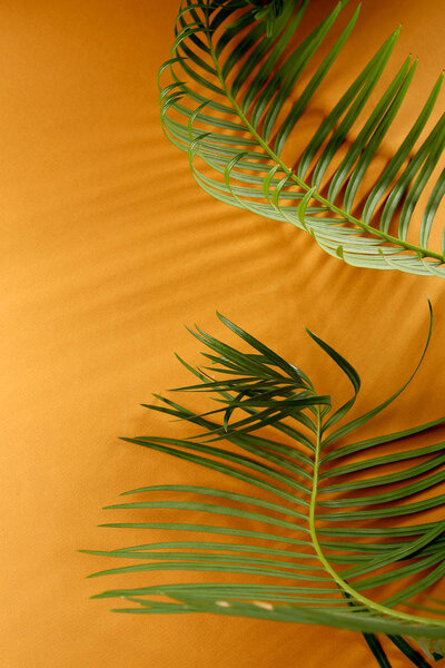 Green Palm Leaves Golden Background — Stock Photo, Image