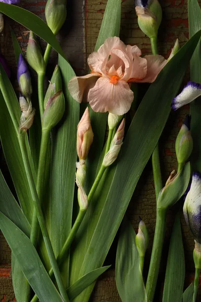 Frühling Iris Blumen Draufsicht — Stockfoto