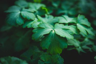 Koyu yeşil doğa arka plan