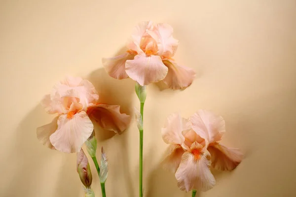 Pohled Shora Pozadí Květu Iris — Stock fotografie