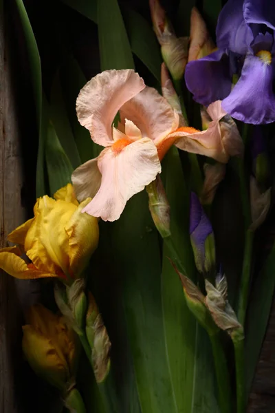 Dunkle Blumen Hintergrund Draufsicht — Stockfoto
