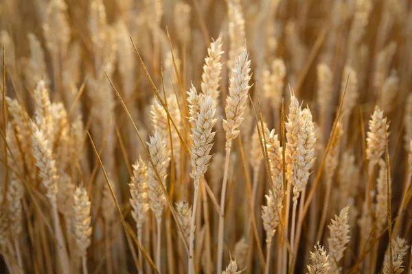 Yellow Wheats Ear Corn — Stock Photo, Image