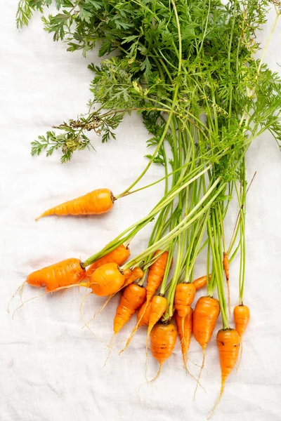 Fresh Local Carrots Top View — Stock Photo, Image