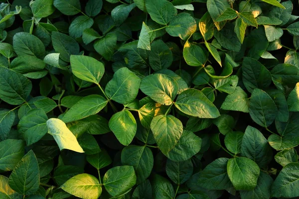 Groene Sojabonen Planten Hierboven — Stockfoto