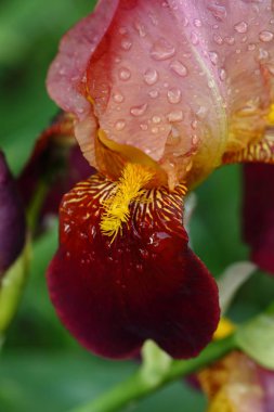 Iris çiçekler doğaya 